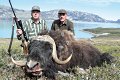 Jagen Heute Moschusochs Grönland Adler-Tours