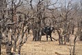 Simbambwe vorgestellt von Jagen Heute