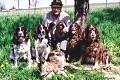 Schrotter Adi Französische Vorstehhunde bei Jagen Heute