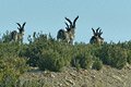 Beceite-Steinbock Spanien Jagen Heute