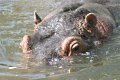 Hippo Jagen Heute