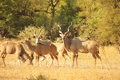 Jagen Heute Kudu huntinmotion