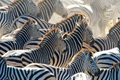 Steppenzebra Siluwe